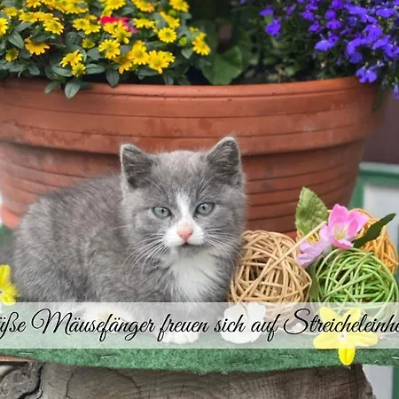 Hintergraber Hof شقة *